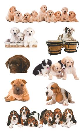 Matrica, papír,  3 ív, 76x120 mm, AVERY ZWECKFORM, "Z-Design No.55972", kölyök kutyák